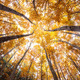 autumn forest treetops (intentionally distorted image; shot with - PhotoDune Item for Sale