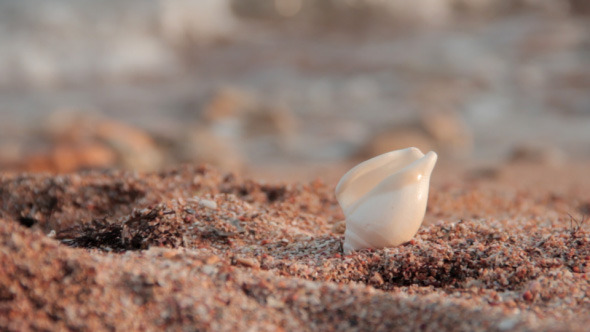 White Sea Shell