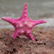 Pink Starfish on the Beach Pack - VideoHive Item for Sale