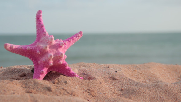 Pink Starfish on the Beach Pack