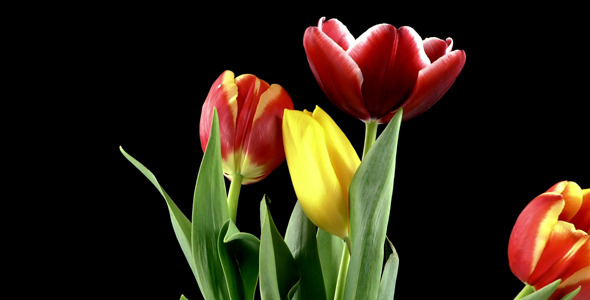 Tulips on Black Background 4 alt