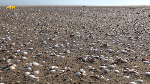 Clams on the Sandy Beach With Slider alt