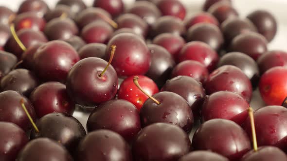 Fresh cherry plum slow tilt 4K 2160p 30fps UltraHD footage - Prunus cerasifera red fruit close-up 38 alt