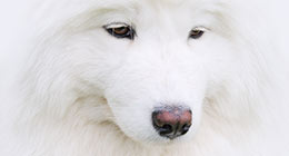 Samoyed Dog - snow-white miracle of North