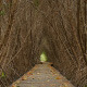Tree Tunnel - VideoHive Item for Sale
