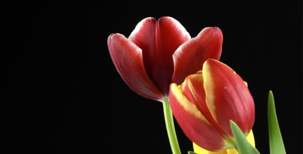 Tulips on Black Background 1 alt