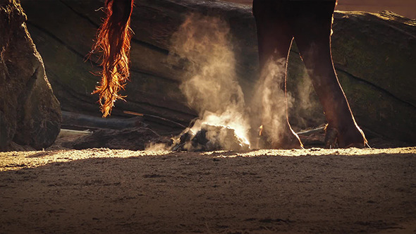 Steaming Dung On Cold Morning alt