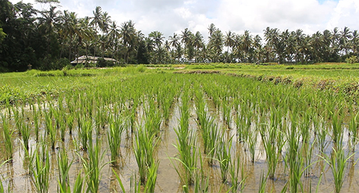 Rice Fields in Bali, Indonesia