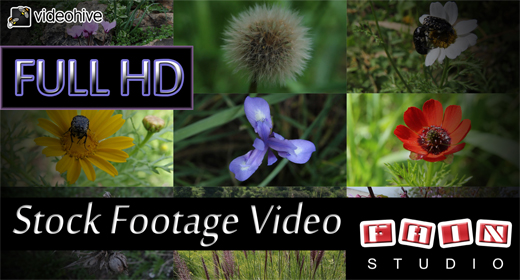 Stock Footage Video