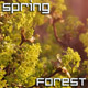 Spring Forest - VideoHive Item for Sale