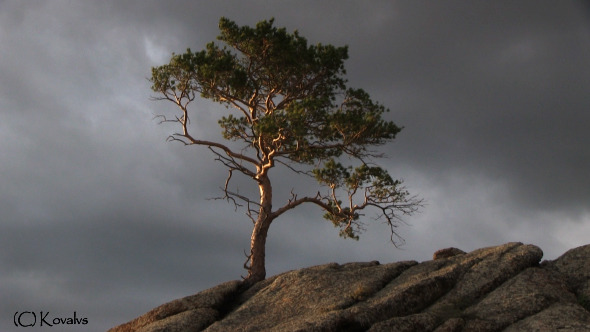 Lonely Tree  alt