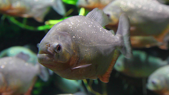 Piranhas Fish Underwater alt