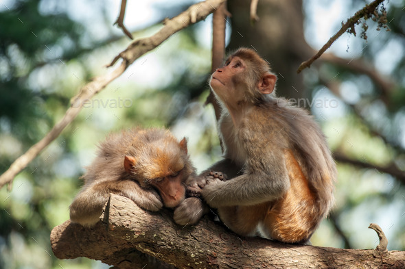 macaque - Stock Photo - Images