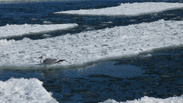 Seagull on ice Floes Drifting in the Sea