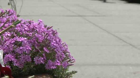 Purple Flowers Along The Sidewalk (2 Of 2)