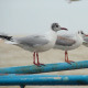 Relax Time for Seagulls - VideoHive Item for Sale