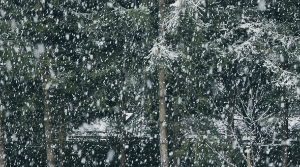 snow Falling At Forest Fir Trees