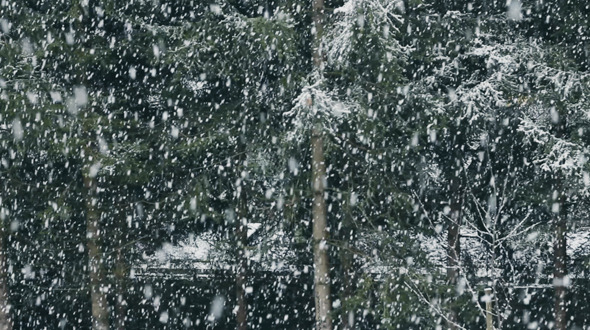 snow Falling At Forest Fir Trees alt
