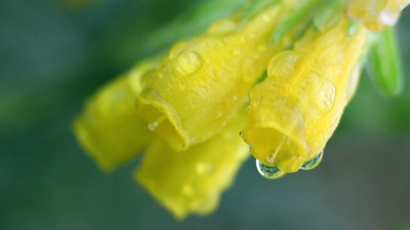 Yellow Flowers on Green Leaves Background