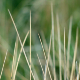 Wind Moving Dry Grass on Green Background - VideoHive Item for Sale