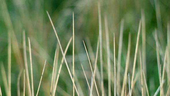 Wind Moving Dry Grass on Green Background