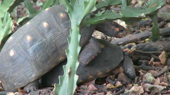 Red-Footed Tortoises Mating