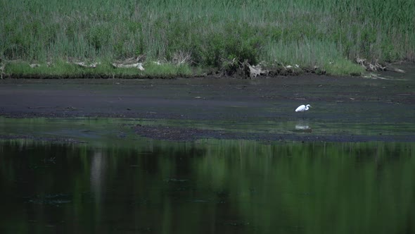Heron In Marsh (1 Of 2)