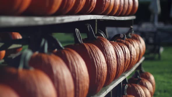 Rows Of Pumpkins For Sale