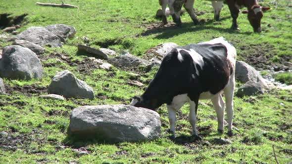 Cows Grazing In Rocky Pasture (3 Of 4)