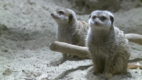 Curious Meerkats (3 Of 21)