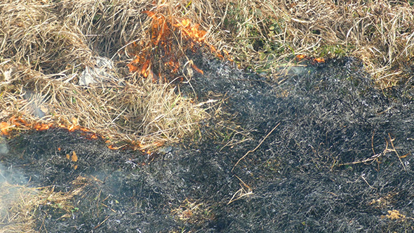 Burning Dry Grass In The Steppe alt