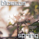 Blossom - VideoHive Item for Sale