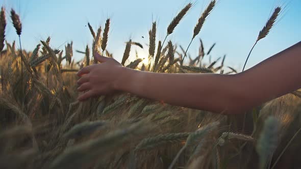 Boys Hand Sliding on Ears of Golden Wheat Against the Background of the Blue Sky