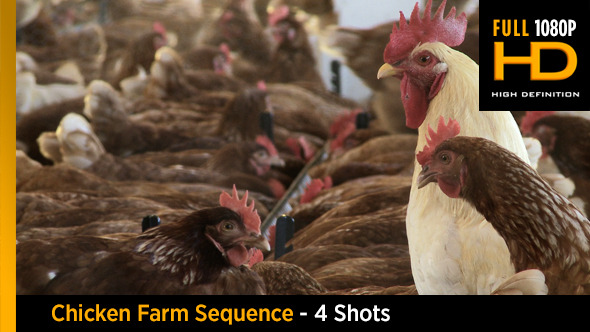 Chicken Farm Sequence - 4 shots