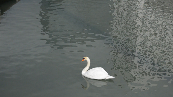 Swan In A Pond alt