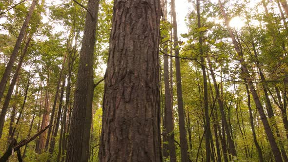 Forest Beautiful Landscape in an Autumn Day alt