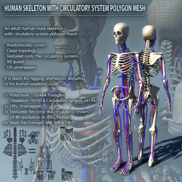 Human Skeleton with - 3Docean 1092613