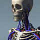 Human Skeleton with Circulatory System PolygonMesh