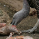 Vulture Eating Cadaver - VideoHive Item for Sale