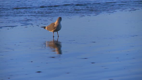 Seagull Combs The Beach (2 Of 3)