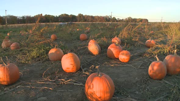 Pumpkins Ready For Harvesting (1 Of 5)