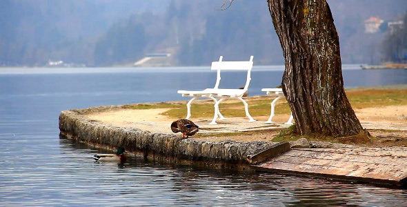 Ducks Near the Lake