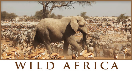 Wild AFRICA