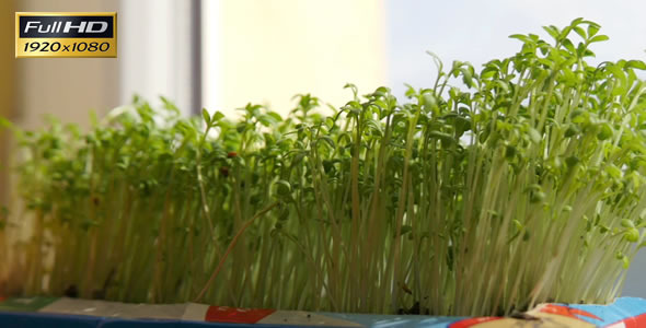 Growing Herbs on the Window Sill