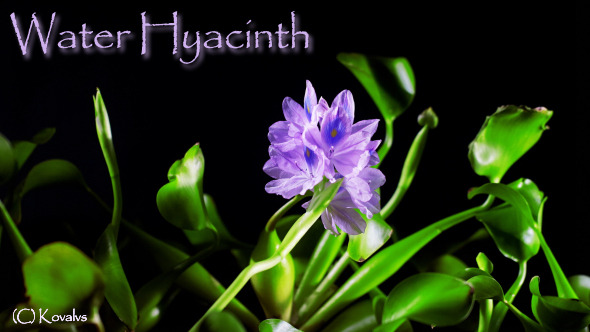 Water Hyacinth Timelapse