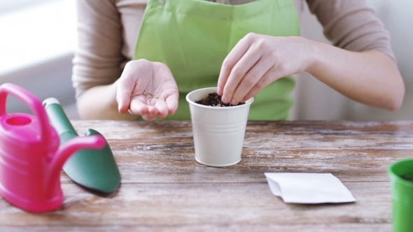 Woman Sowing Seeds To Soil In Pot alt