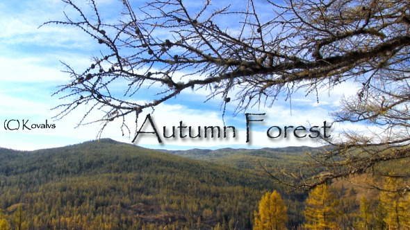  Autumn Forest