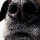 Sniffing Dog - VideoHive Item for Sale