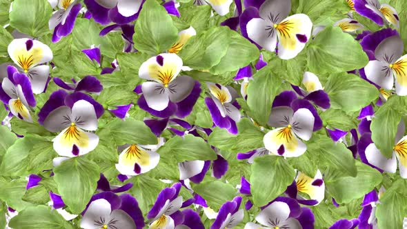 Pansy Flowers - Screen Transition - Alpha Channel