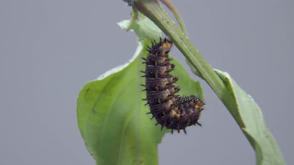Blue Pansy Caterpillar ready going into cocoon, pupa or chrysalis, undergoes metamorphosis alt